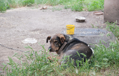 В Одессе собаку, охраняющую санаторий, обмотали стальной проволокой