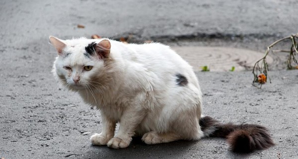 В Киеве из-за кота избили мужчину