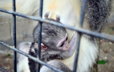 В киевском зоопарке бэби-бум: рожают даже пенсионеры