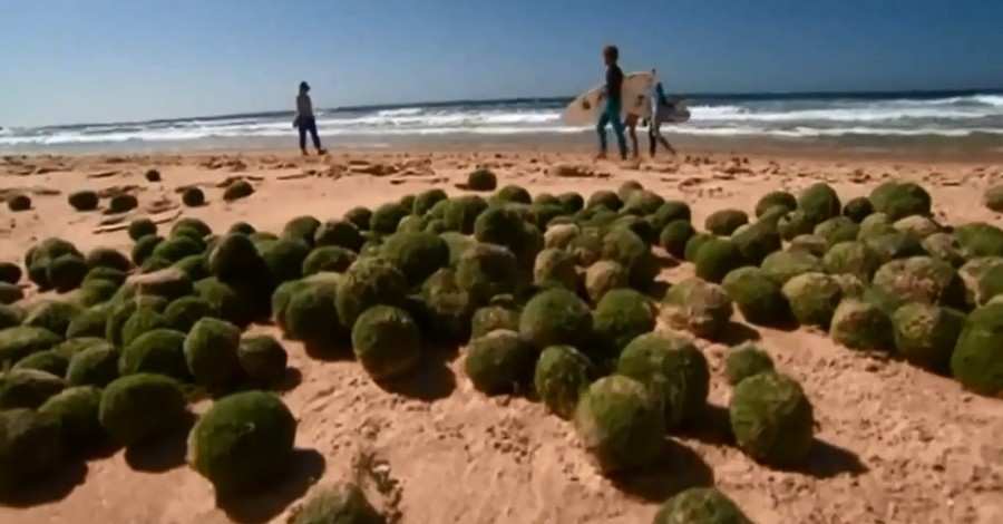 Пляж Австралии засыпали загадочные зеленые шары
