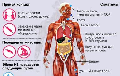 Вирус Эбола: признаки и пути заражения