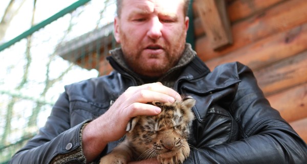 В Харькове в семье амурских тигров родились четыре малыша