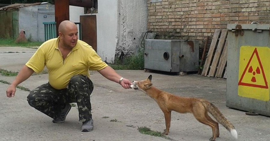 В Припяти живет лис, который любит сало и булочки