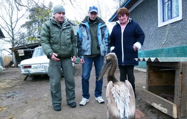 В Киев привезли подстреленного пеликана, который свалился с неба