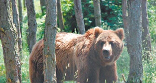 Медведи вернулись в Чернобыль через 100 лет