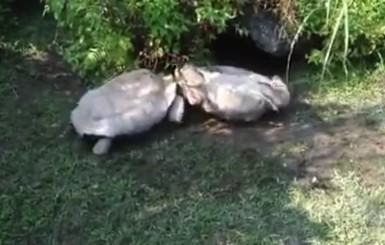 Настоящая дружба: черепаха помогла другой встать на ноги