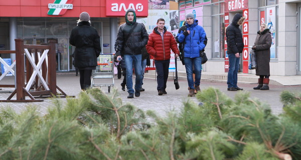 Привозные елки в Харькове дешевле местных