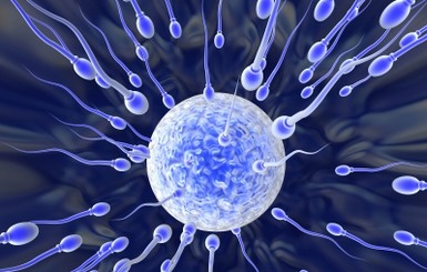 Ученые впервые вырастили из человеческой кожи сперматозоиды и яйцеклетки