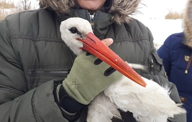 Одесские рыбаки спасли замерзающего аиста 