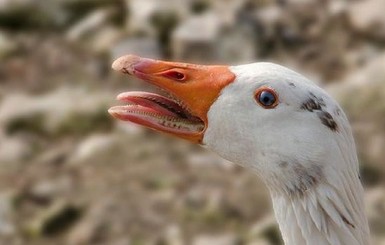 Ограбление по-тульски: вор надел женские сапоги, чтоб украсть гуся