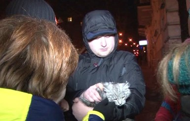 Во Львове спасатели сняли с 10-метрового дерева полосатого кота