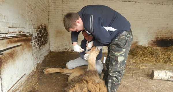 Царю зверей из Луцкого зоопарка вызвали маникюршу из столицы