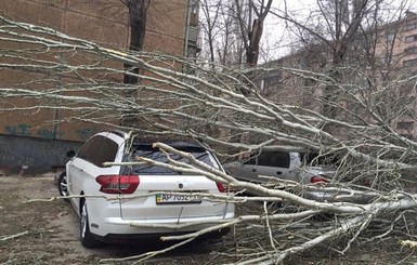 Ураган в Запорожье: поваленные деревья, дома без света и расплющенные машины