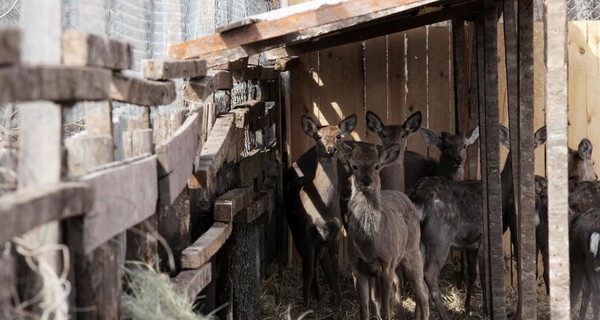 Харьковчане будут рады приютить оленье стадо