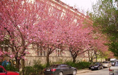 В Ужгороде расцвела сакура