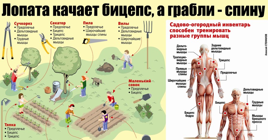 Дачный фитнес: качаем мышцы лопатой и сучкорезом