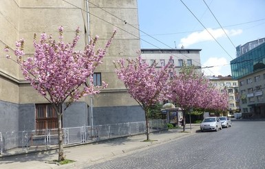 Во Львове расцвела сакура