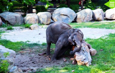 В Киеве слон Хорас нашел подружку и научился делать крем от солнца