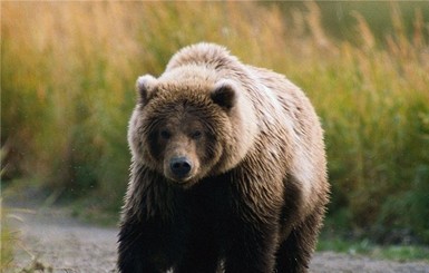 На Камчатке медведь загрыз рыбака