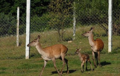 Прикарпатский олень Цезарь стал папой