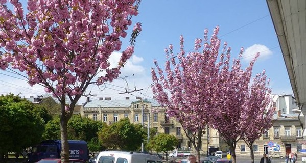 Во Львове в Лычаковском районе высадят магнолии, а на Сыхове - калину