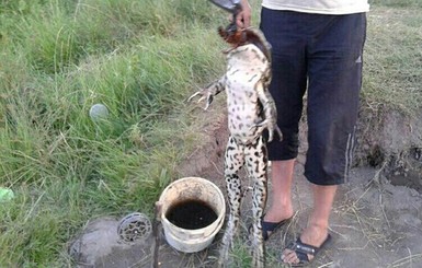 Под Херсоном поймали лягушку-мутанта