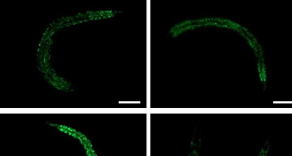Человечество от ожирения спасут черви, которые никогда не толстеют
