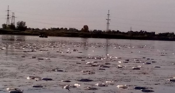 Рыбу в Лимане убили водоросли