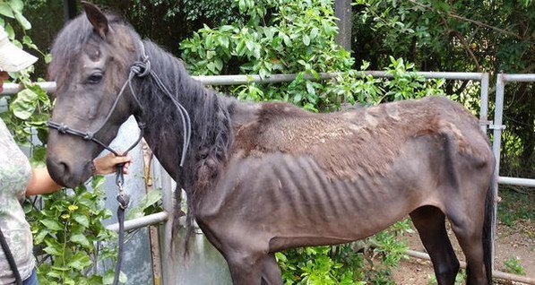 Американская пара заморила своих лошадей голодом