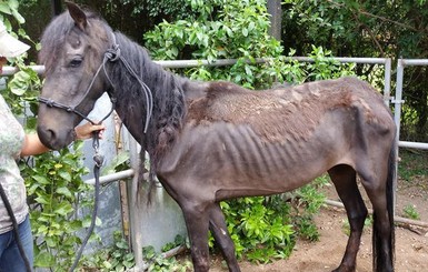 Американская пара заморила своих лошадей голодом