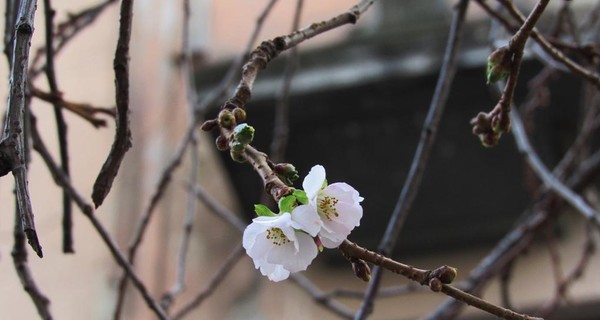 В Мукачево расцвела сакура