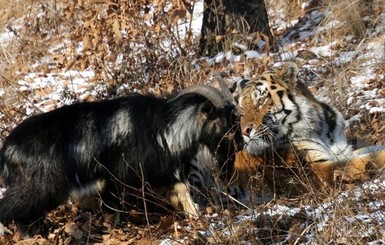 Зоолог о дружбе тигра и козла: Рано или поздно Амур съест Тимура