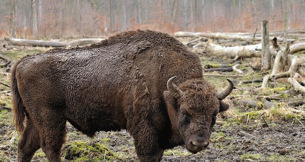 В Винницкой области погибли восемь зубров, которые занесены в Красную книгу