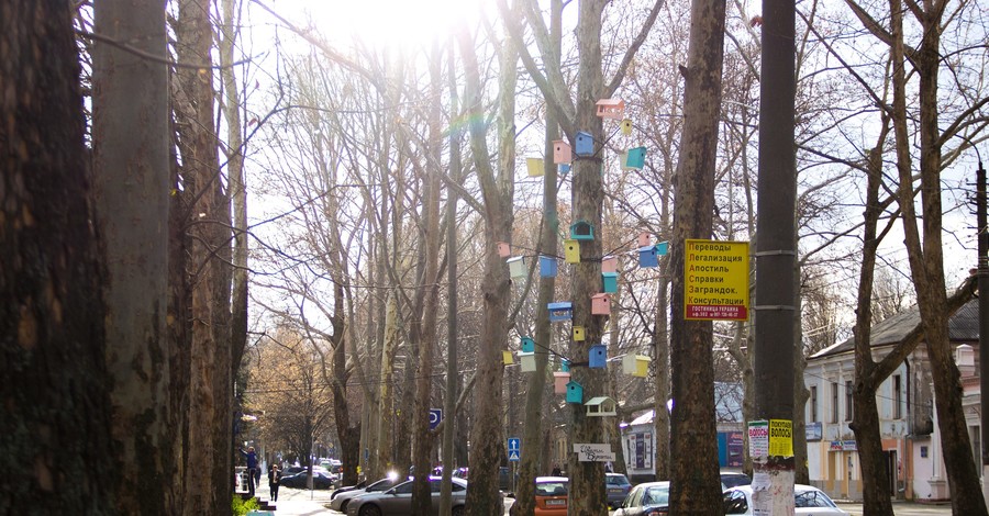 В Николаеве на одном платане повесили 30 скворечников