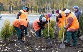 Барбарисы воруют средь бела дня 