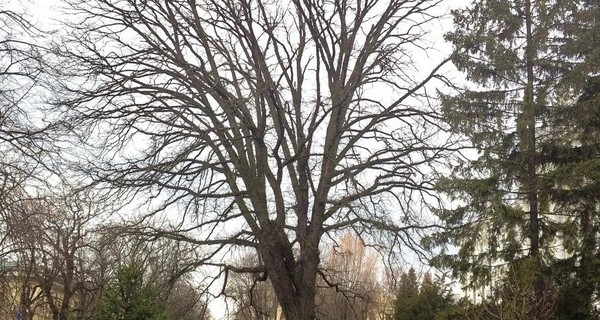 Во Львове десять экзотических деревьев станут памятниками природы