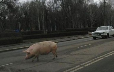 Возле Криворожского горсовета разгуливала сбежавшая свинья