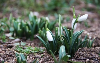 Завтра, 17 марта, ночью еще сохранятся морозы