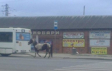 По Львову гуляет конь без хозяина