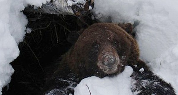 В Карпатах медведь напал на местного жителя