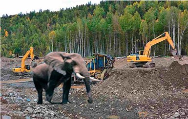 Пограничники нашли беглого слона на месте добычи янтаря 