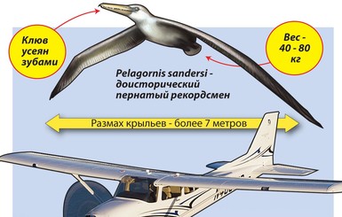 Птица размером с самолет найдена в американском аэропорту