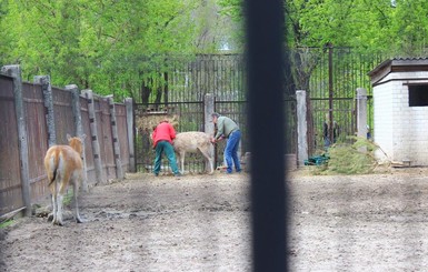 Харьковчане стали свидетелями рождения олененка