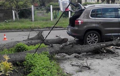 В Житомире дерево придавило машину с людьми