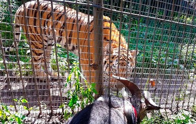 Козла Тимура выписали из больницы