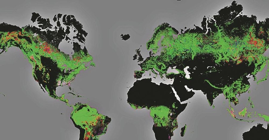 Ученые пересчитали все деревья на земле