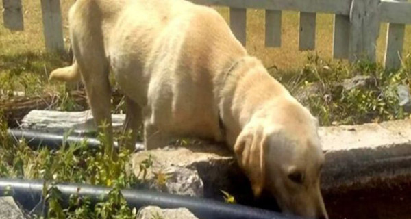 В Мексике пес добывал воду воду и грел раненого подростка