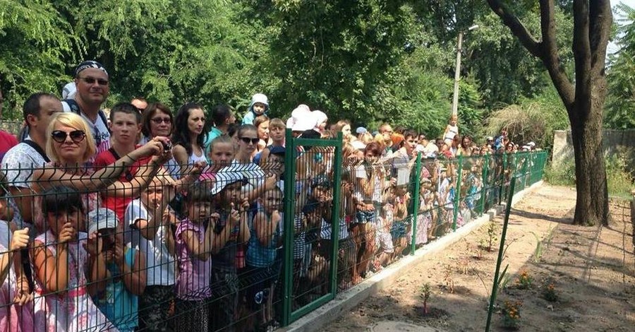 На День тигра в Одессе хищникам разрешили развлекать детей