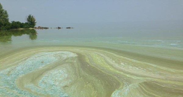 В киевском водохранилище вода стала неестественного ярко-зеленого цвета