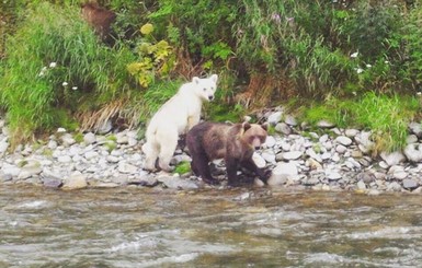 На Камчатке нашли редкого белого медвежонка из семейства бурых